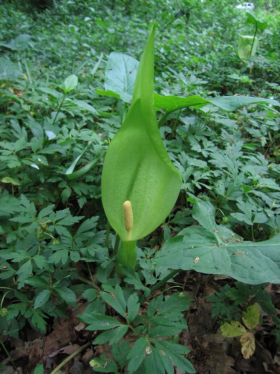 Arum italicum